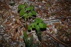 Archidendron lovelliae