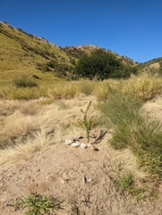Fouquieria macdougalii
