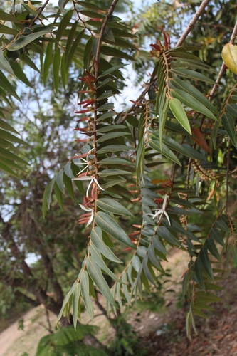 Image of Xylopia aromatica by (c) Alan Estumano, some rights reserved (CC BY)