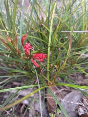 Grevillea dimorpha