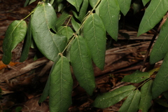 Archidendron lovelliae