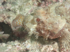 Scorpaenidae