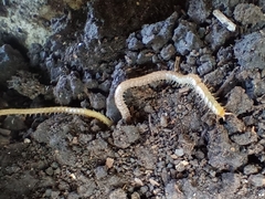 Geophilidae