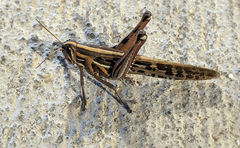 Schistocerca americana