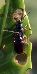 Lysathia ludoviciana