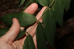 Archidendron lovelliae