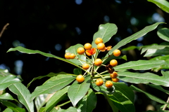 Pittosporum pentandrum