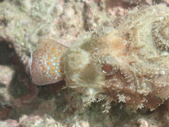 Scorpaenidae