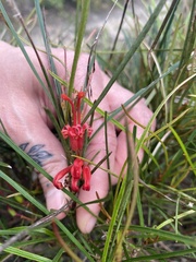 Grevillea dimorpha