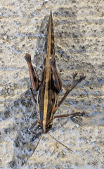Schistocerca americana