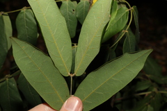 Archidendron lovelliae