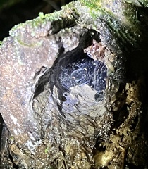 Psalmopoeus reduncus