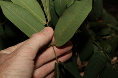 Archidendron lovelliae