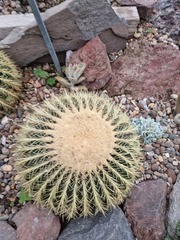 Kroenleinia grusonii