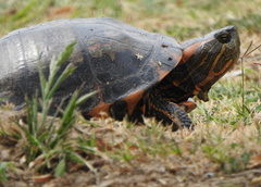 Trachemys dorbigni