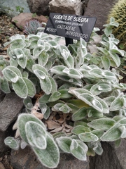 Tradescantia sillamontana