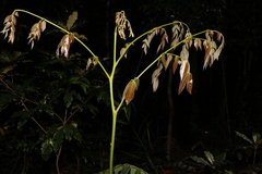 Archidendron lovelliae