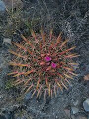 Ferocactus latispinus