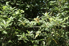 Pittosporum pentandrum