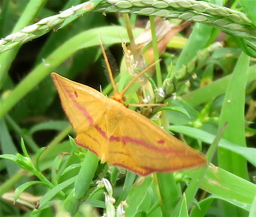 Chickweed Geometer Moth photo 5