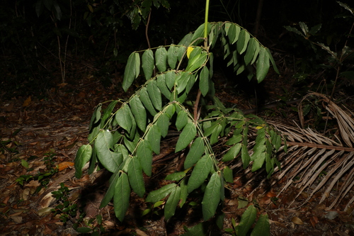 Image of Archidendron lovelliae by (c) Greg Tasney, some rights reserved (CC BY-SA)