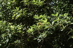 Pittosporum pentandrum