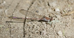 Argia pallens