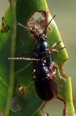 Lysathia ludoviciana