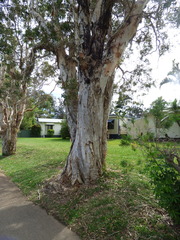 Melaleuca leucadendra