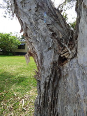 Melaleuca leucadendra