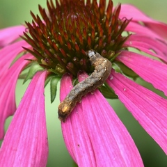 Pseudorthodes