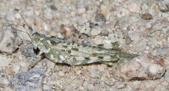 Anconia integra