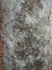 Frullania eboracensis