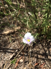 Nierembergia linariifolia