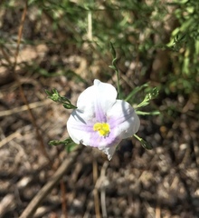 Nierembergia linariifolia
