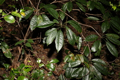 Elaeocarpus eumundii