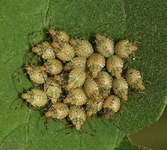 Arvelius albopunctatus