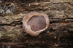 Camarops petersii