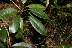 Elaeocarpus eumundii