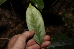 Elaeocarpus eumundii