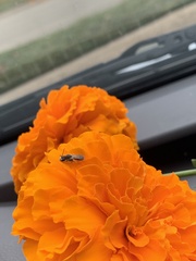 Halictidae