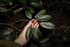 Elaeocarpus eumundii