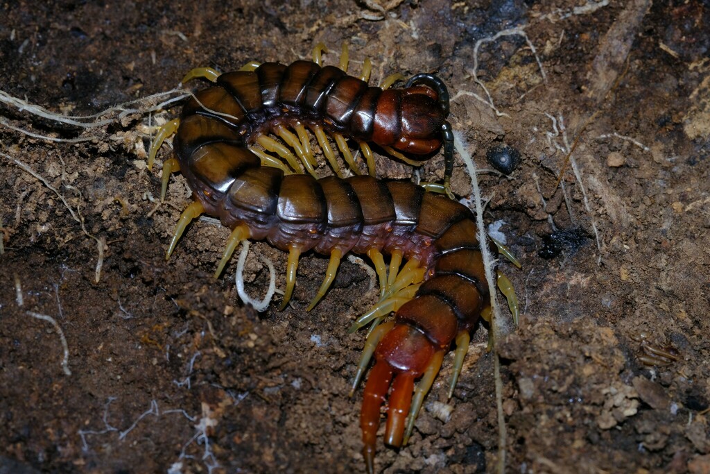Orange-footed Centipede