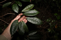 Elaeocarpus eumundii