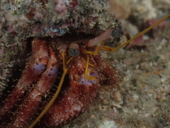 Dardanus crassimanus