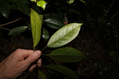 Elaeocarpus eumundii