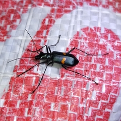 Oxycheila