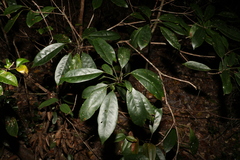 Elaeocarpus eumundii