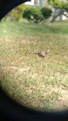 Columbina inca