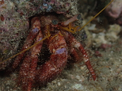 Dardanus crassimanus